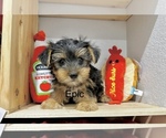 Small #2 Morkie