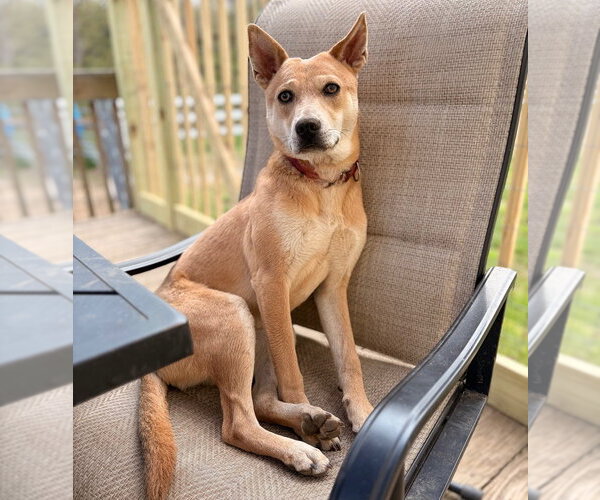 Medium Photo #22 Mutt Puppy For Sale in Canton, CT, USA