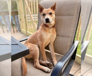 Nessi - Female Mutt Dog for Adoption - Photo #22