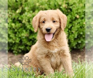 Miniature Labradoodle Puppy for sale in STRASBURG, PA, USA