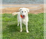 Small #3 Great Pyrenees Mix