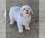 Small #6 Poodle (Miniature) Mix