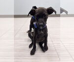 Small Labrador Retriever Mix