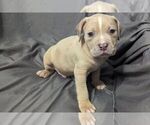 Small #1 American Bully