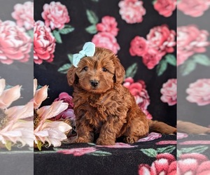 Goldendoodle (Miniature) Puppy for sale in QUARRYVILLE, PA, USA