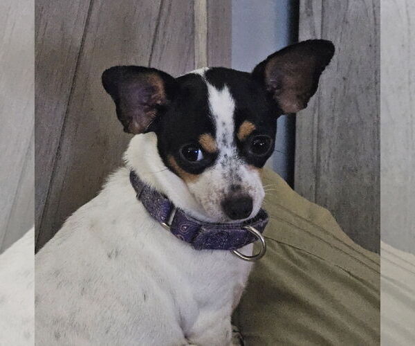 Medium Photo #1 Chihuahua Puppy For Sale in St. Louis Park, MN, USA