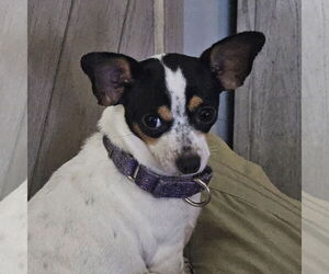 Chihuahua Dogs for adoption in St. Louis Park, MN, USA