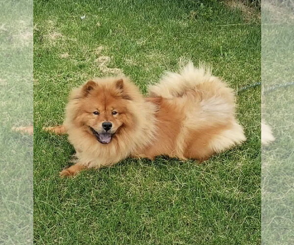 Medium Photo #4 Chow Chow Puppy For Sale in Prescott, Ontario, Canada