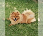 Small #3 Chow Chow