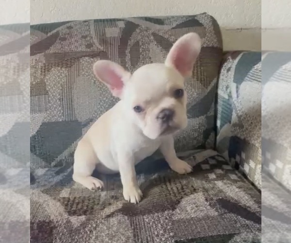 Medium Photo #6 French Bulldog Puppy For Sale in ATLANTA, GA, USA