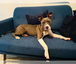 Small #15 American Pit Bull Terrier Mix