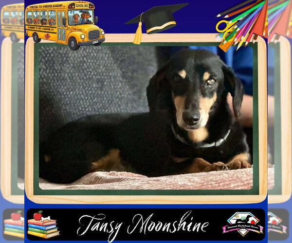 Medium Photo #1 Dachshund Puppy For Sale in San Antonio, TX, USA