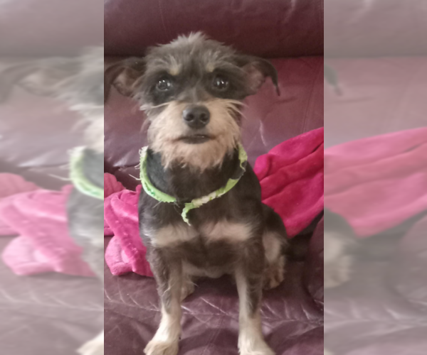Medium Photo #3 Mutt Puppy For Sale in Cranston, RI, USA