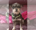 Small #2 Mutt