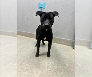 Labrador Retriever-Unknown Mix Dogs for adoption in Las Vegas, NV, USA