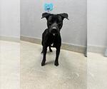 Small Labrador Retriever Mix