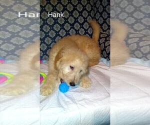 Goldendoodle Puppy for Sale in DUNCAN, Oklahoma USA