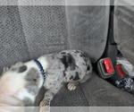 Puppy Puppy 7 Great Dane