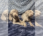 Small Photo #1 Weimaraner Puppy For Sale in CALDWELL, OH, USA
