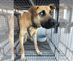 German Shepherd Dog-Unknown Mix Dogs for adoption in HESPERIA, CA, USA