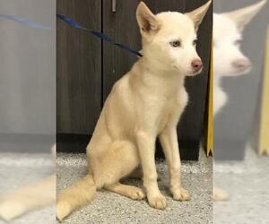 Labrador Retriever-Unknown Mix Dogs for adoption in Conroe, TX, USA