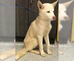 Small Labrador Retriever Mix