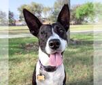 Small #17 Border Collie Mix