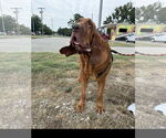 Small #1 Bloodhound