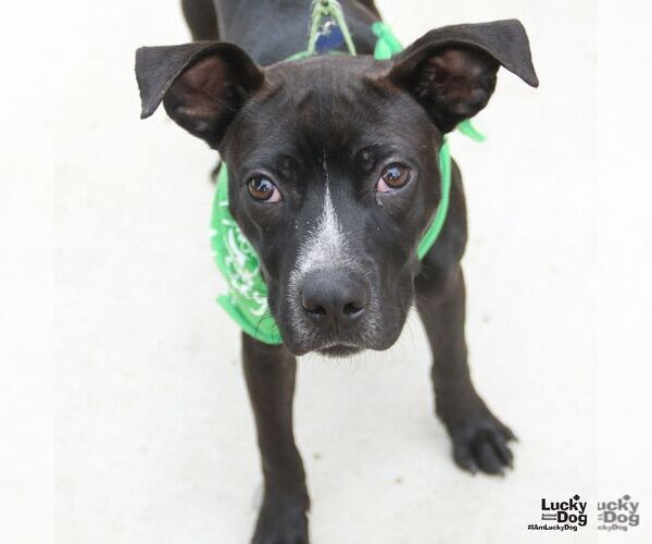 Medium Photo #5 Feist Terrier-Labrador Retriever Mix Puppy For Sale in Washington, DC, USA
