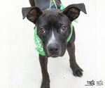 Small #4 Feist Terrier-Labrador Retriever Mix