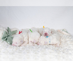 Small #16 Great Pyrenees