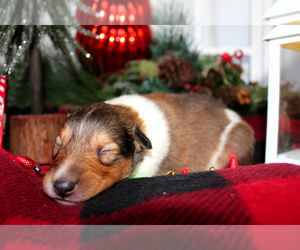 Collie Puppy for sale in SAINT JOE, AR, USA
