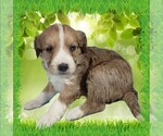Small #9 Bernedoodle (Miniature)