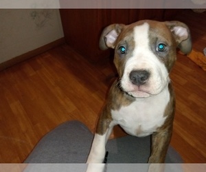 American Bully Puppy for sale in BARTON CITY, MI, USA