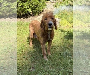 Mother of the Goldendoodle (Miniature) puppies born on 04/22/2026
