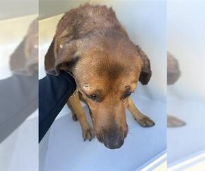 Labrador Retriever-Unknown Mix Dogs for adoption in Houston, TX, USA