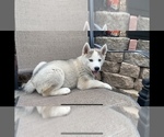 Small Photo #4 Siberian Husky Puppy For Sale in SAN DIEGO, CA, USA