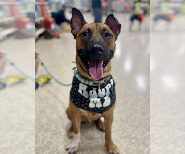 Medium Photo #3 Mutt Puppy For Sale in Minneapolis, MN, USA