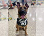 Small Photo #3 Mutt Puppy For Sale in Minneapolis, MN, USA