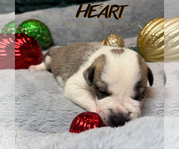 Medium Photo #3 Siberian Husky-Unknown Mix Puppy For Sale in Severn, MD, USA