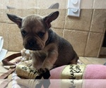 Small Photo #30 American Bullnese-French Bulldog Mix Puppy For Sale in DISCOVERY BAY, CA, USA