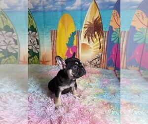 Medium French Bulldog