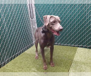 Medium American Pit Bull Terrier-Weimaraner Mix