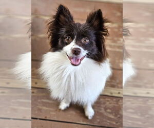 Pomeranian Dogs for adoption in Lebanon, PA, USA