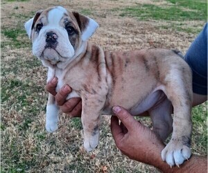 Bulldog Puppy for sale in GREEN FOREST, AR, USA