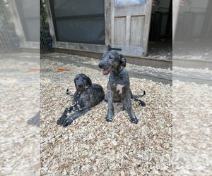 Irish Wolfhound Puppy for Sale in COVINGTON, Louisiana USA