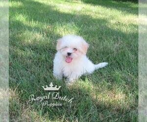 Zuchon Puppy for sale in LE MARS, IA, USA