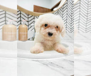 Bichon Frise Puppy for sale in MILLERSBURG, OH, USA