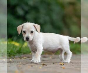 Noodle Pup - Ravioli - Male Poodle (Miniature)-Unknown Mix Dog for Adoption - Photo #5