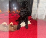 Puppy Vengeance F1b Aussiedoodle Miniature -Poodle (Toy) Mix